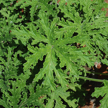 Citrosa Geranium