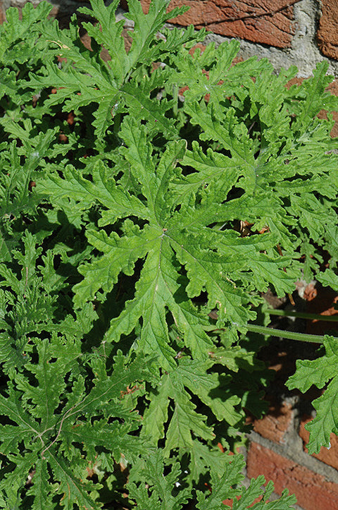 citrosa geranium seeds Citrosa Geranium 6 inch
