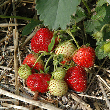 Everbearing Strawberry