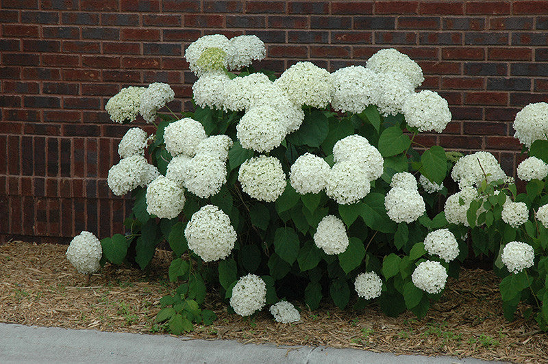 Pike Nursery Incrediball Hydrangea - Thumbnail 3