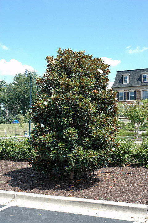 little gem magnolia planted next to house Little Gem Magnolia