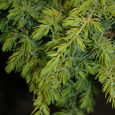 Golden Pacific Shore Juniper