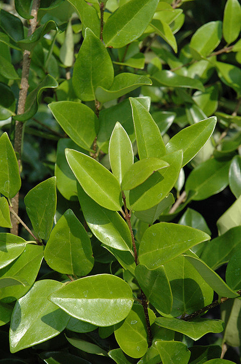 Glossy Privet