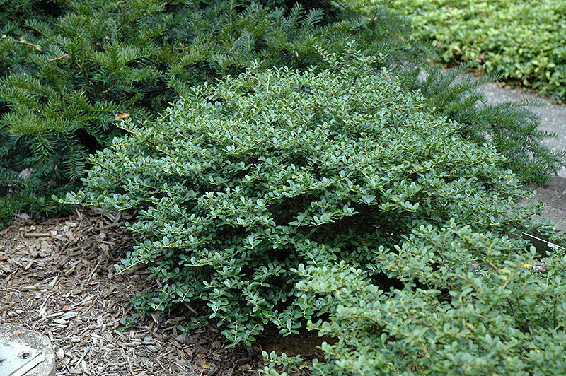 Helleri Japanese Holly – Pike Nursery