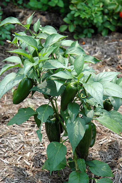 fertilizing jalapeno pepper plants Jalapeno Pepper 4 inch