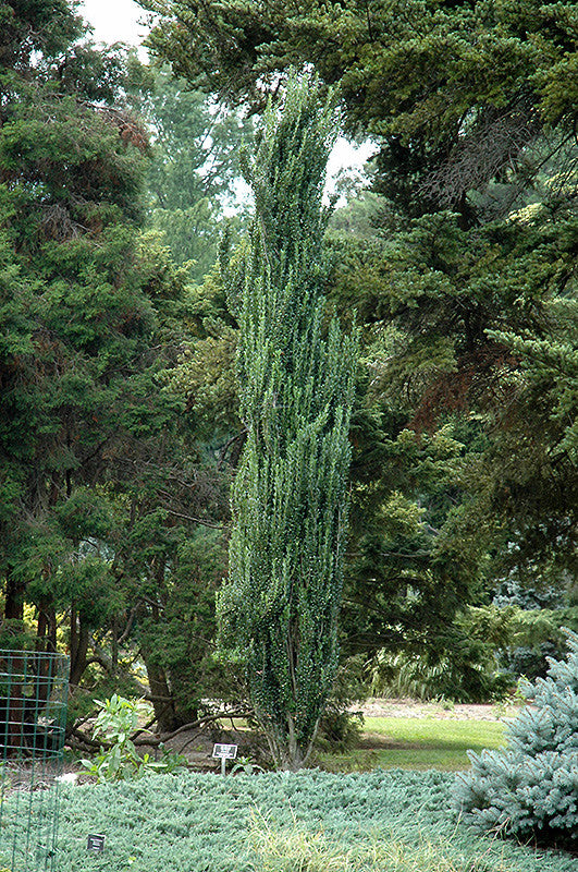 Sky Pencil Japanese Holly – Pike Nursery