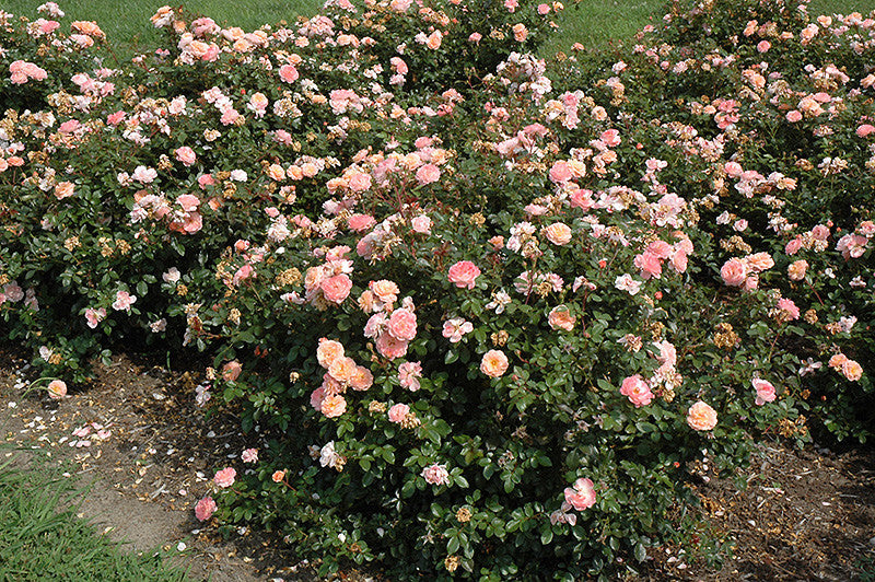 Apricot Drift® Rose – Pike Nursery
