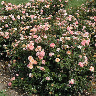 Apricot Drift® Rose