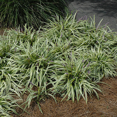 Variegata Lily Turf