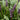 Variegata Lily Turf