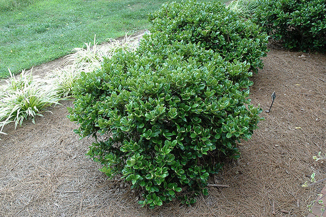 Carissa Holly – Pike Nursery