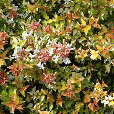 Kaleidoscope® Abelia