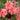 Encore® Autumn Coral Azalea
