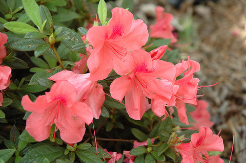 Encore® Autumn Coral Azalea