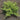 Golden Pacific Shore Juniper