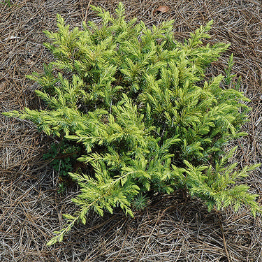 Golden Pacific Shore Juniper