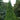 Green Giant Arborvitae