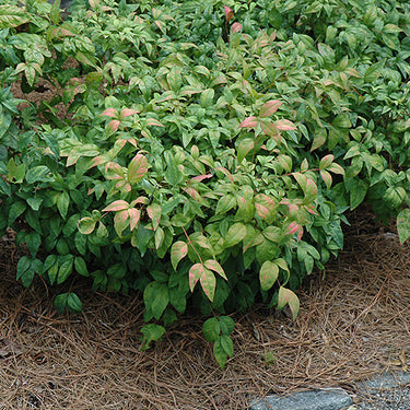 Fire Power Nandina