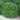 Bordeaux® Yaupon Holly