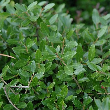 Bordeaux® Yaupon Holly