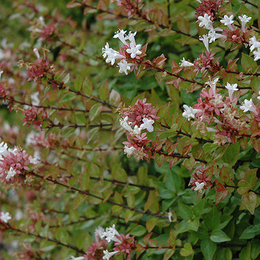 Rose Creek Abelia