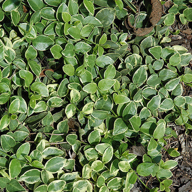 Variegated Periwinkle