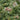 Radiance Abelia