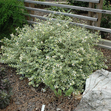 Radiance Abelia