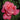 Touch of Class Rose