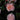 Apricot Drift® Rose