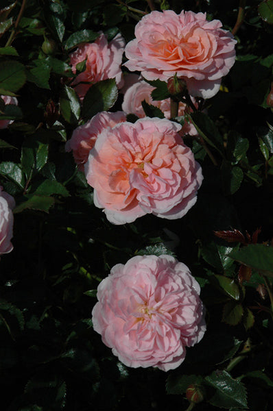 Apricot Drift® Rose – Pike Nursery