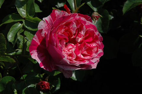 Raspberry Cream Twirl Rose