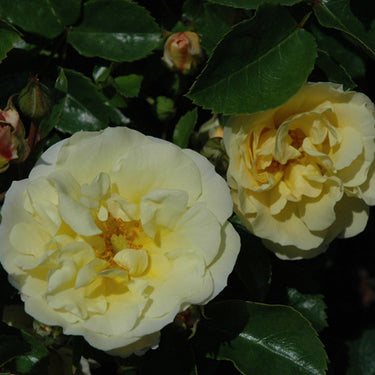 Popcorn Drift® Rose