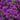 Homestead Purple Verbena