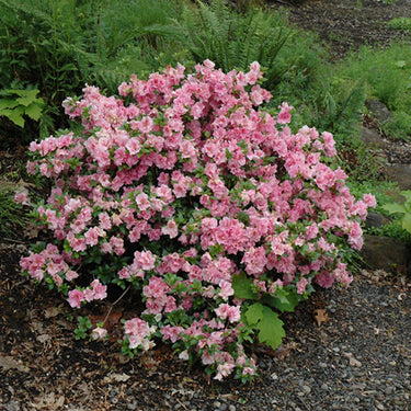 Gumpo Pink Azalea