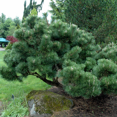 Thunderhead Japanese Black Pine