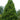 Spiralis Japanese Cedar