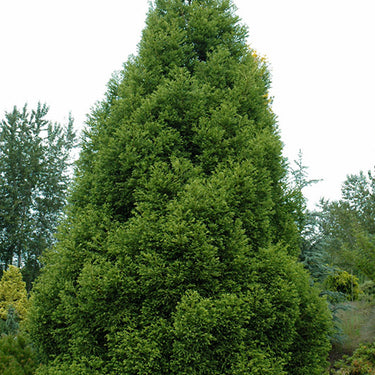 Spiralis Japanese Cedar