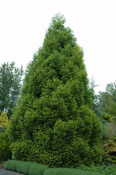 Spiralis Japanese Cedar