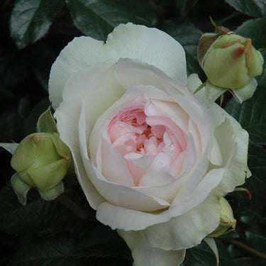 Bolero™ Rose