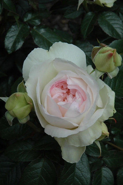 Bolero™ Rose