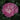 Orchid Romance Rose