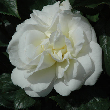 Sugar Moon Rose