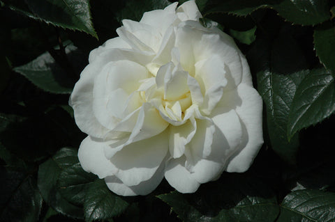 Sugar Moon Rose