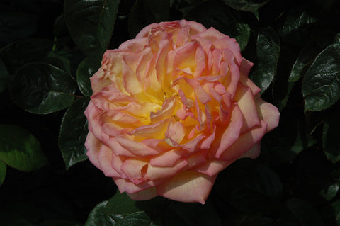 Centennial Star Rose