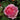 Princess Alexandra Of Kent Rose