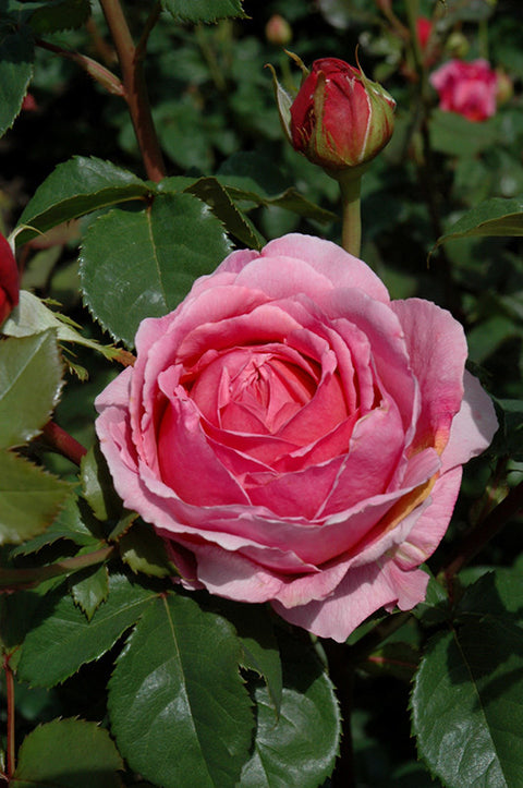 Princess Alexandra Of Kent Rose