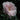 New Dawn Rose