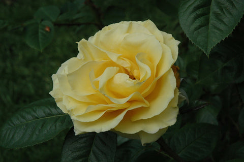 floribunda rose