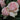 Mother Of Pearl Rose